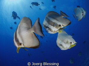 Batfish by Joerg Blessing 